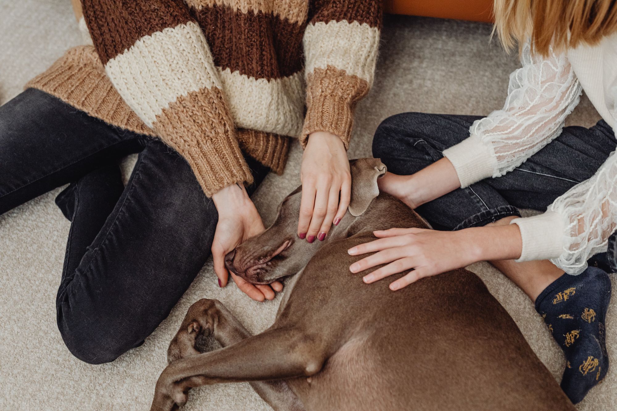 Duas pessoas acariciam um cão em repouso, em um gesto de acolhimento